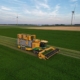 17 augustus 2024; 3e snede peterselie oogst