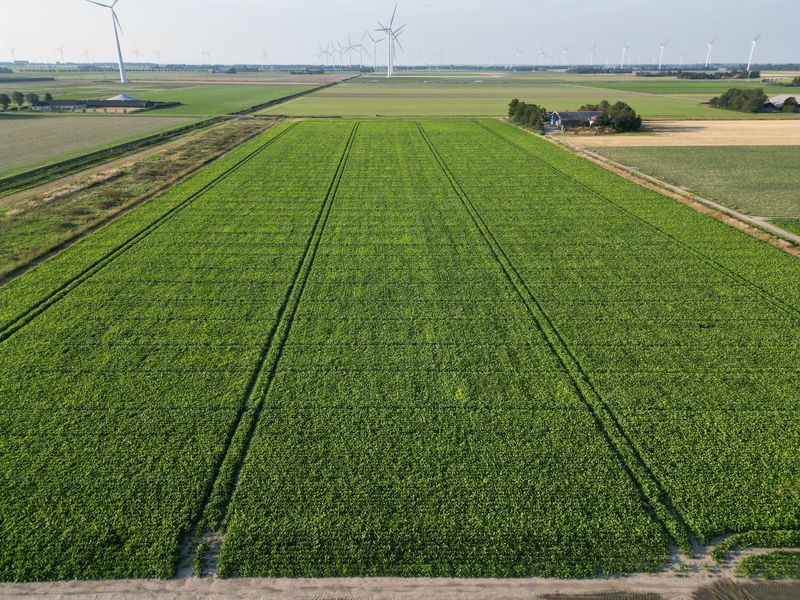 27 augustus 2024; gewasgroei suikerbieten