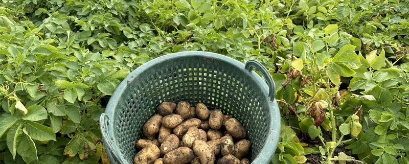 16 augustus 2024; 1e proefrooiing aardappelen