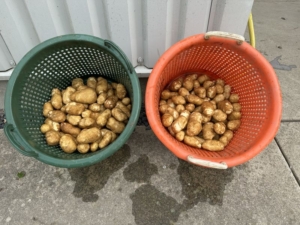 16 augustus 2024; 1e proefrooiing aardappelen