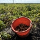 30 augustus 2024; 2e proefrooiing aardappelen
