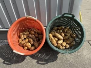 30 augustus 2024; 2e proefrooiing aardappelen
