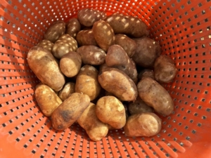 30 augustus 2024; 2e proefrooiing aardappelen