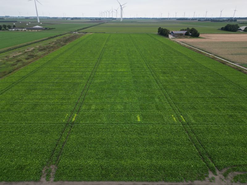 4 september 2024; gewasgroei suikerbieten