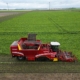 17 september 2024; suikerbieten rooien