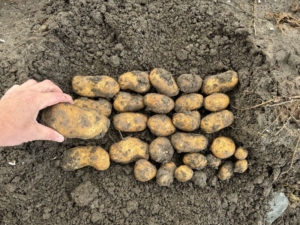 11 september 2024; Gewasgroei aardappelen; ras is Innovator