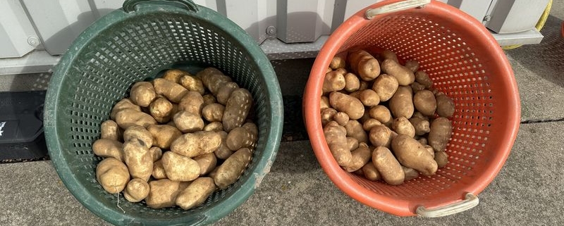 16 september 2024; 3e proefrooiing aardappelen
