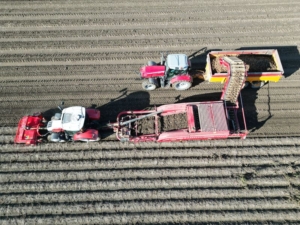 30 september 2024; 1e deel aardappel oogst