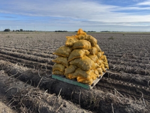 30 september 2024; oogst aardappel proefveld Sloots Agri