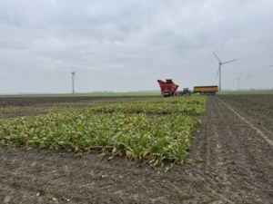15 november 2024; oogst suikerbietenproefveld SESVanderHave