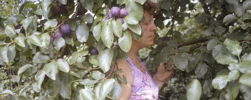2 januari 2025; In memoriam Josina Schreuder-Veldman