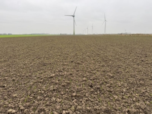 9 november 2024; gewasgroei wintergerst, ras is Joyau.