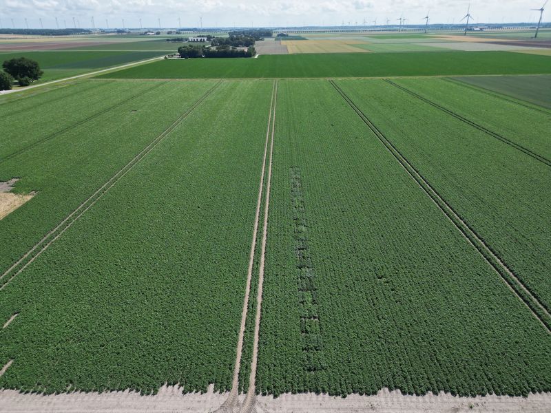 29 juni 2025; gewasgroei aardappelen; ras is Innovator