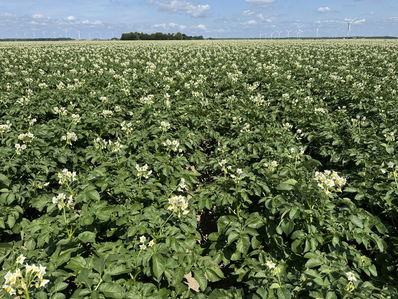 16 juni 2025; gewasgroei aardappelen; ras is Innovator