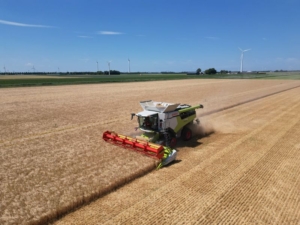 1 juli 2025; oogst wintergerst