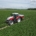 4 juli 2025; bemesten uien en aardappelen