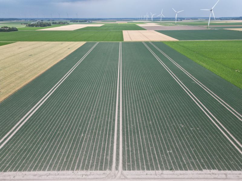 14 juli 2025; gewasgroei uien. Ras is Hybelle.