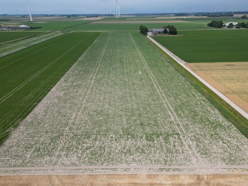 14 juli 2025; gewasgroei edamame sojabonen