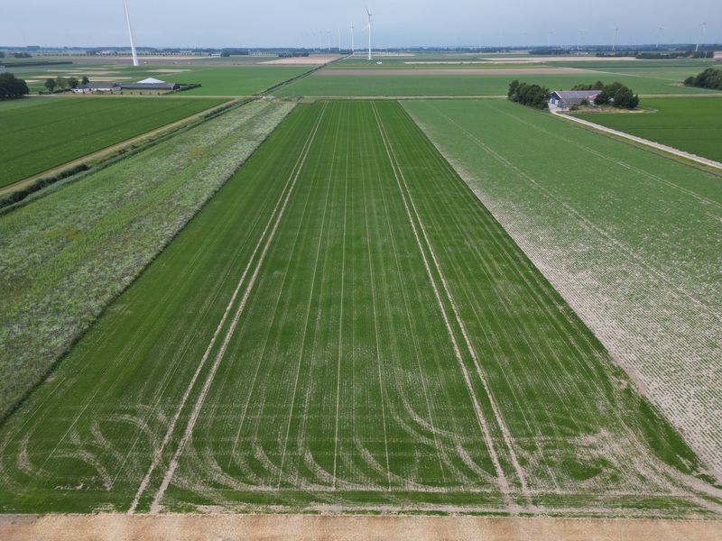 14 juli 2025; gewasgroei peterselie.