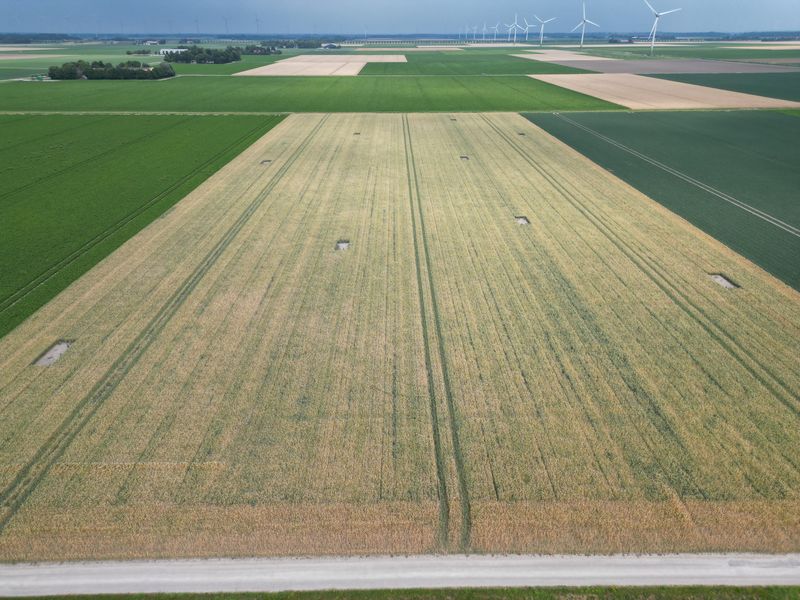 14 juli 2025; gewasgroei zomertarwe
