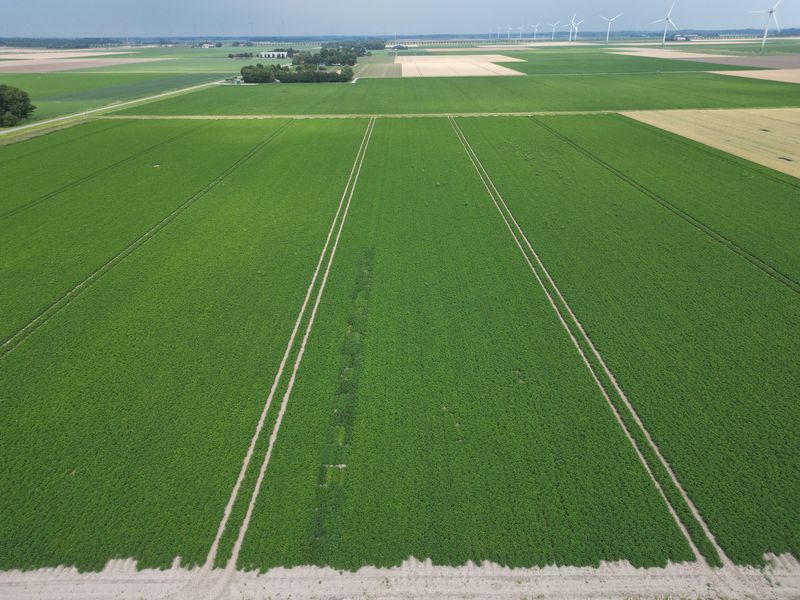 14 juli 2025; gewasgroei aardappelen; ras is Innovator