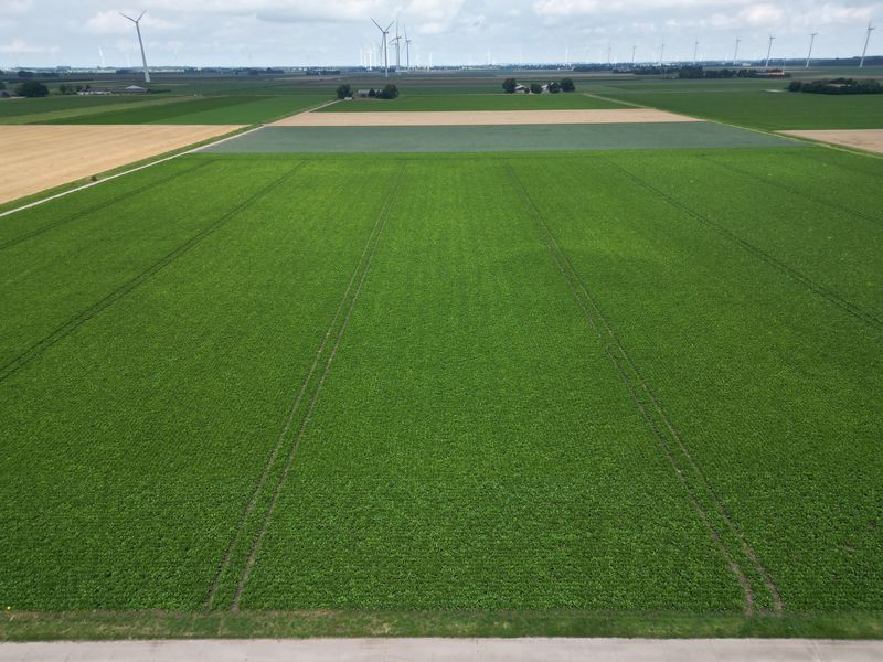 23 juli 2025; gewasgroei suikerbieten
