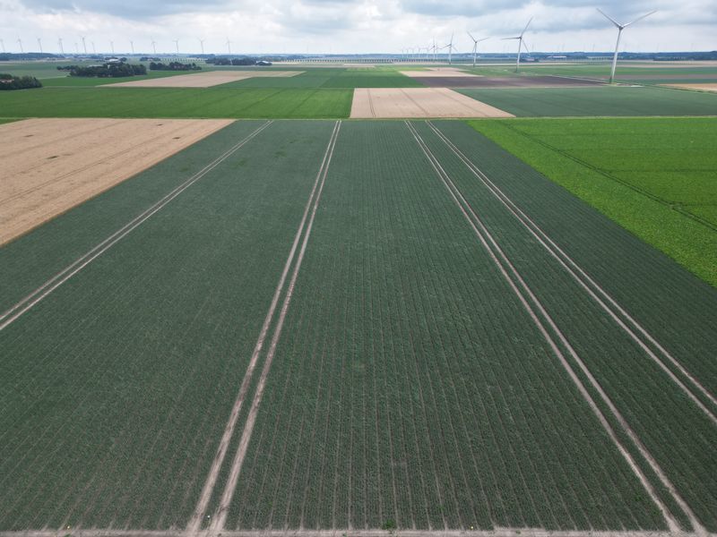 23 juli 2025; gewasgroei uien. Ras is Hybelle.