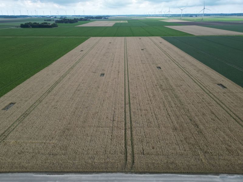23 juli 2025; gewasgroei zomertarwe