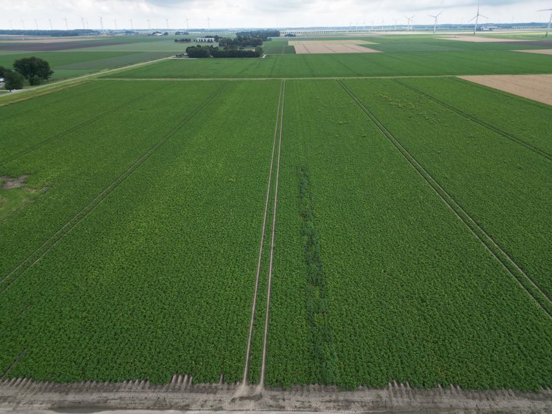 23 juli 2025; gewasgroei aardappelen; ras is Innovator