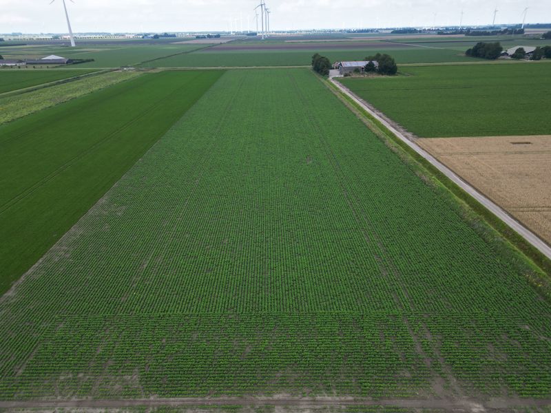 23 juli 2025; gewasgroei edamame sojabonen