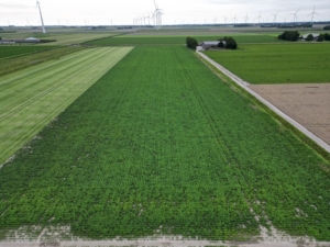 7 augustus 2025; gewasgroei edamame sojabonen
