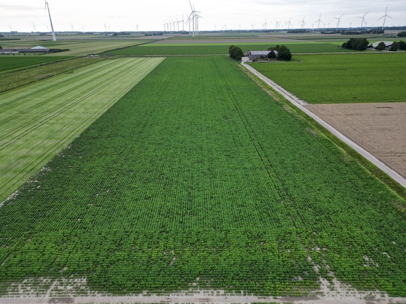 7 augustus 2025; gewasgroei edamame sojabonen