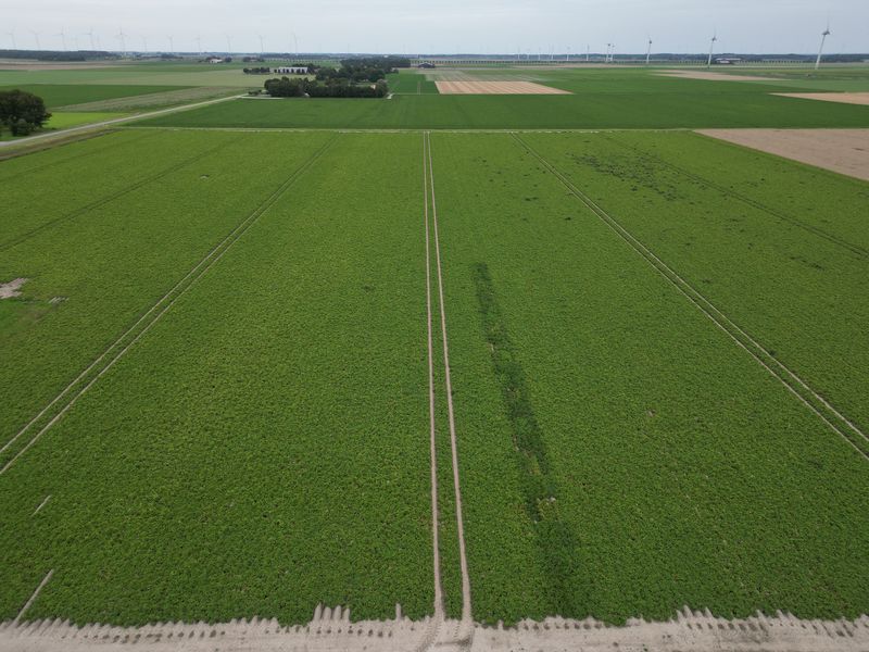7 augustus 2025; gewasgroei aardappelen; ras is Innovator
