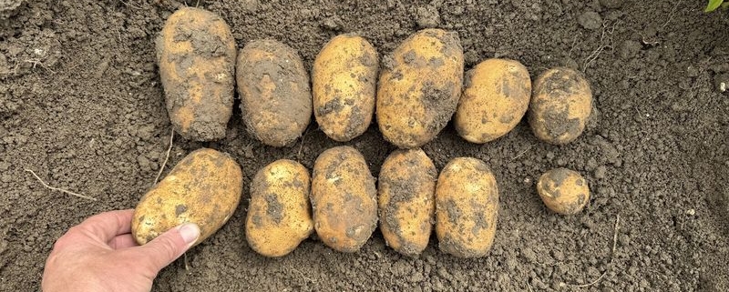 30 juli 2025; gewasgroei aardappelen; ras is Innovator