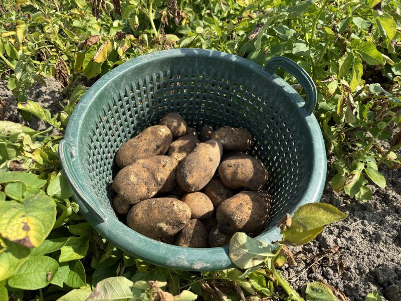15 augustus 2025; 1e proefrooiing Innovator aardappel