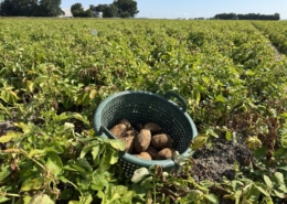 15 augustus 2025; 1e proefrooiing Innovator aardappel
