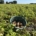 15 augustus 2025; 1e proefrooiing Innovator aardappel