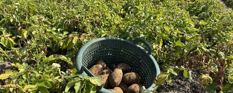 15 augustus 2025; 1e proefrooiing Innovator aardappel