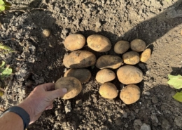 20 augustus 2025; gewasgroei aardappelen; ras is Innovator