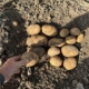 20 augustus 2025; gewasgroei aardappelen; ras is Innovator