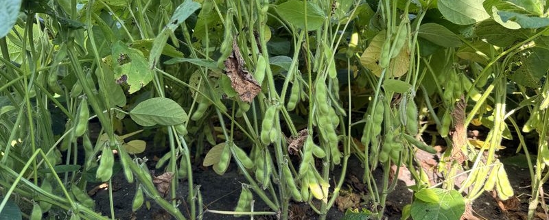 29 augustus 2025; gewasgroei edamame sojabonen