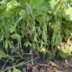 29 augustus 2025; gewasgroei edamame sojabonen
