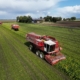 12 september 2025; edamame sojabonen oogst
