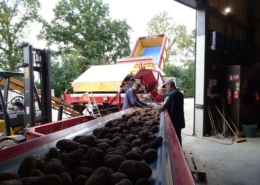 22 t/m 24 september; aardappel oogst