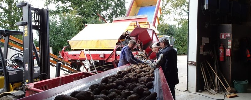 22 t/m 24 september; aardappel oogst