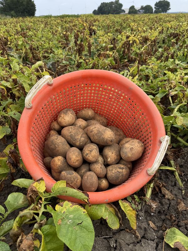 1 september 2025; 2e proefrooiing Innovator aardappelen