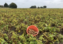 1 september 2025; 2e proefrooiing Innovator aardappelen