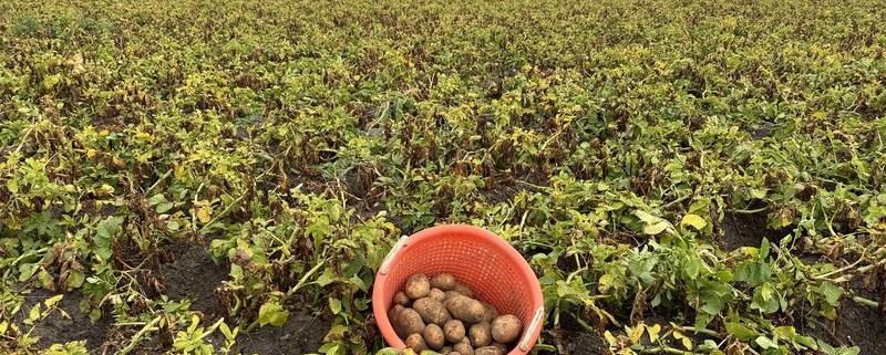 1 september 2025; 2e proefrooiing Innovator aardappelen