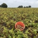 1 september 2025; 2e proefrooiing Innovator aardappelen