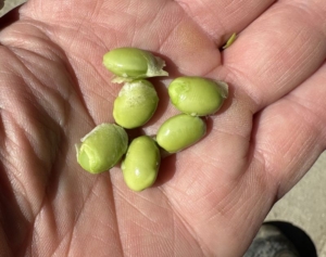 6 september 2025; gewasgroei edamame sojabonen